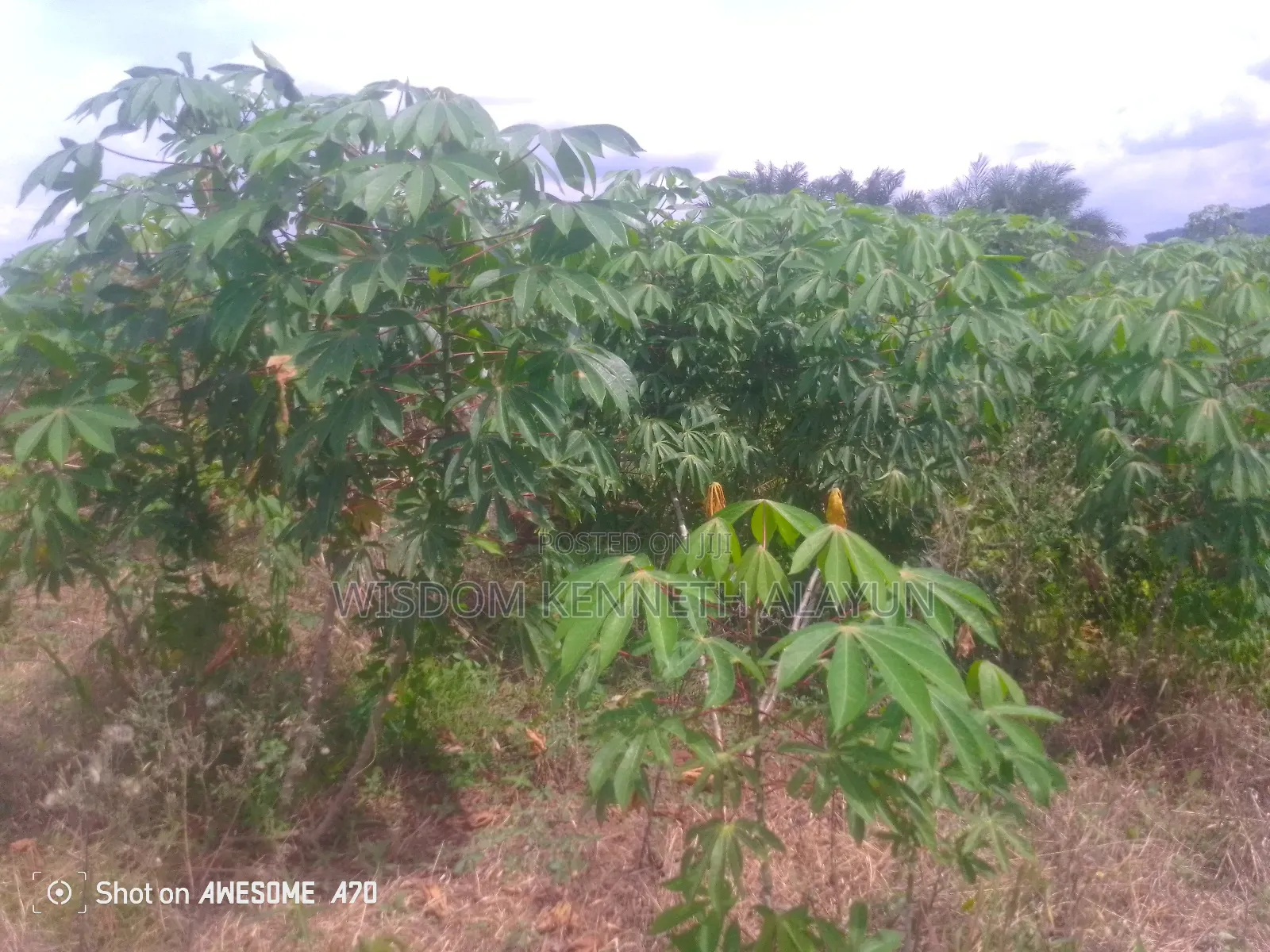 40 Plots of Land at TETEREM