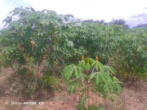 40 Plots of Land at TETEREM