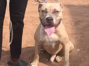 1+ year Male Purebred Dog