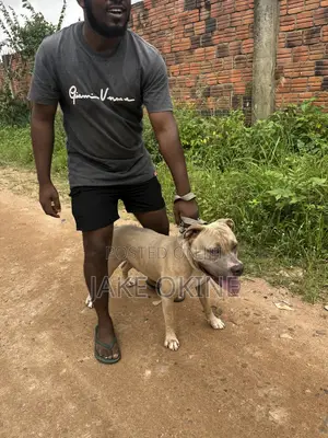 1+ year Male Purebred Dog