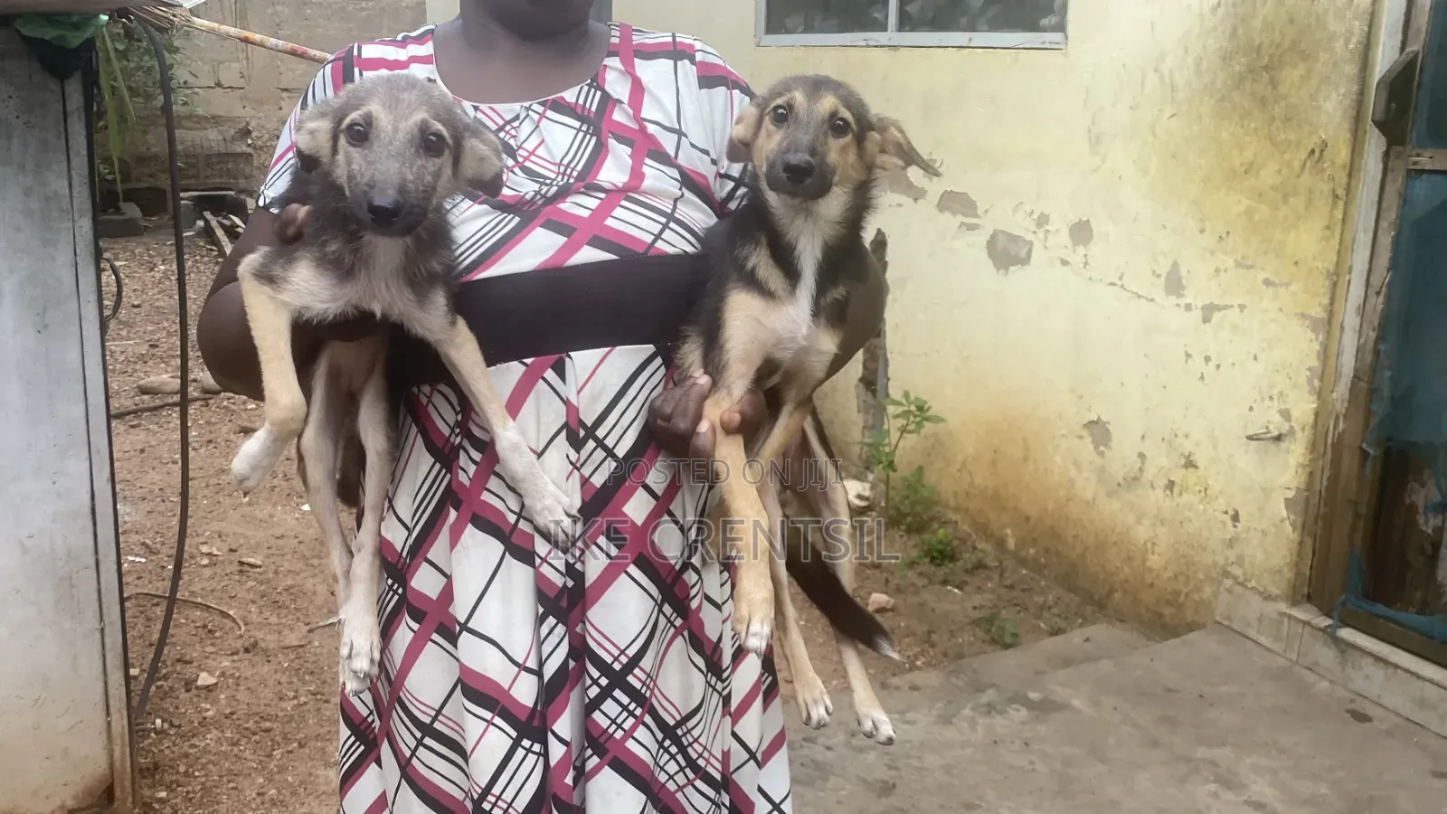 3-6 months Female Mixed Breed German Shepherd
