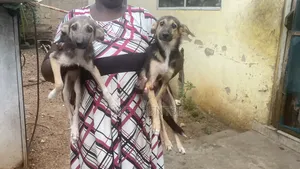 3-6 months Female Mixed Breed German Shepherd