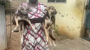 3-6 months Female Mixed Breed German Shepherd