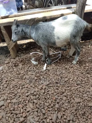 Big Healthy Goats