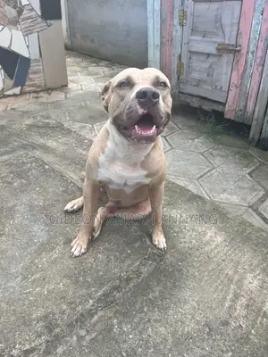 1+ year Male Purebred American Pit Bull Terrier