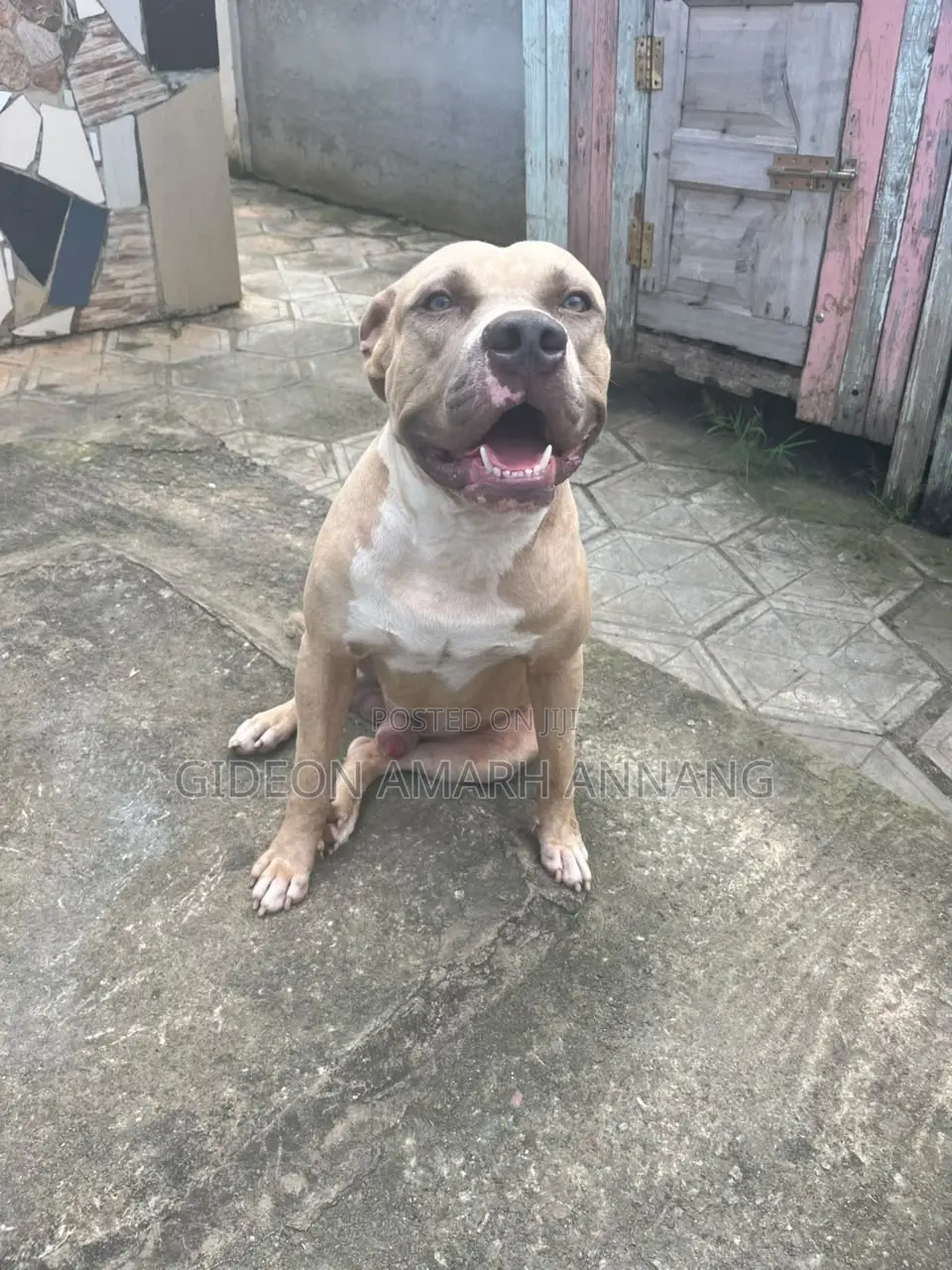 1+ year Male Purebred American Pit Bull Terrier