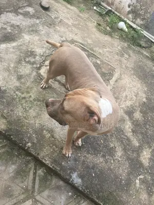 1+ year Male Purebred American Pit Bull Terrier