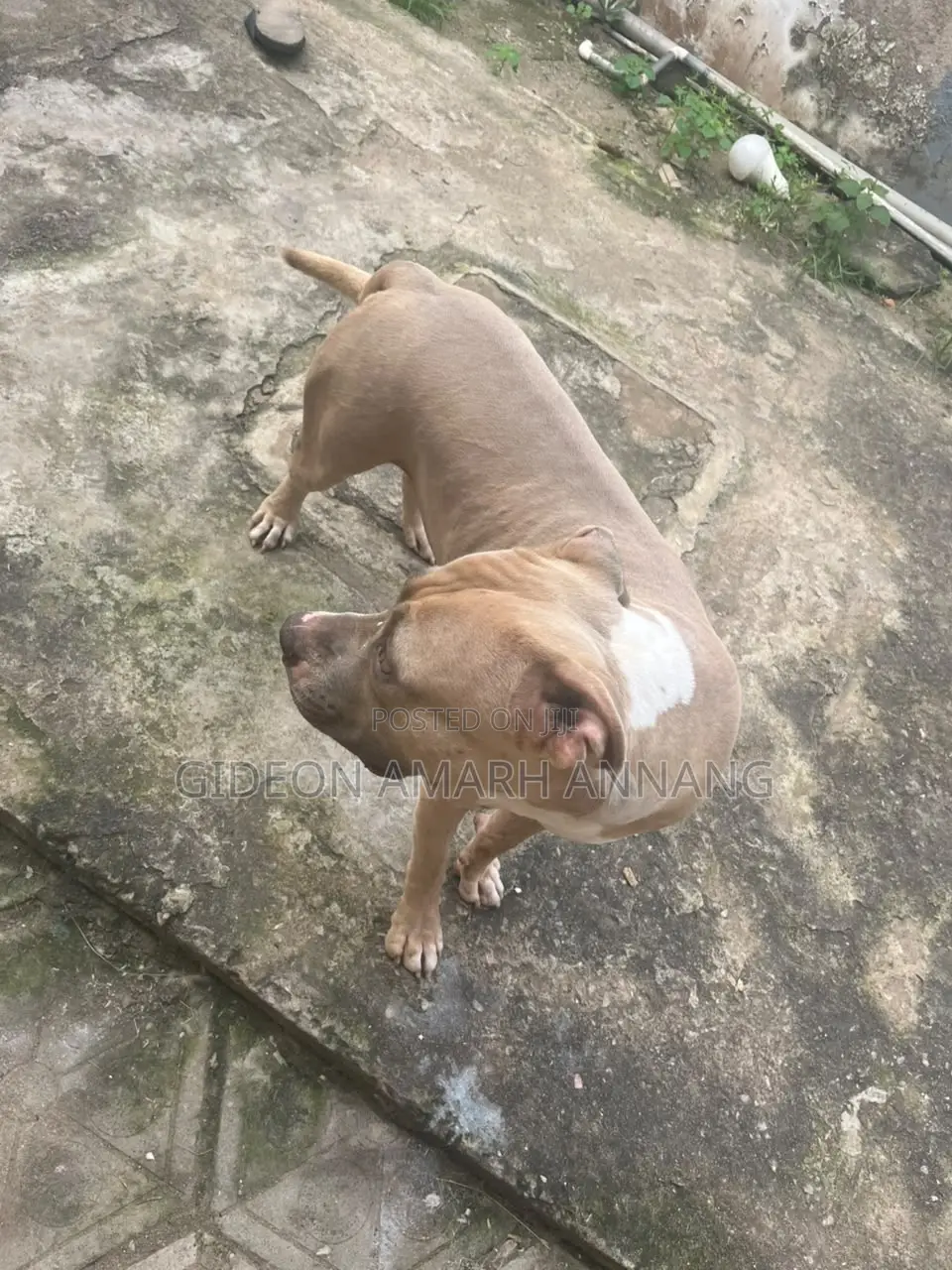 1+ year Male Purebred American Pit Bull Terrier