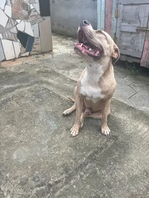 1+ year Male Purebred American Pit Bull Terrier