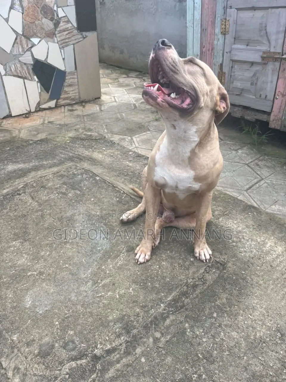 1+ year Male Purebred American Pit Bull Terrier