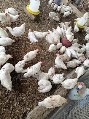 White Cockerel
