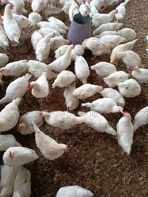 White Cockerel