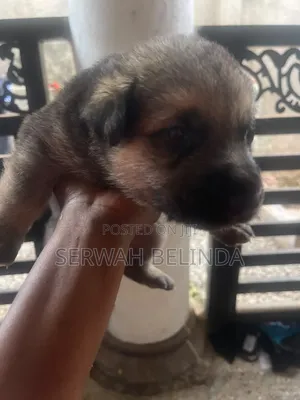 0-1 month Male Purebred German Shepherd