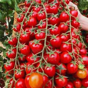 Premium Tomato Seeds – High Yield Garden Farm Vegetable Seeds