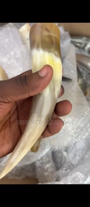 Authentic Anointing Horns
