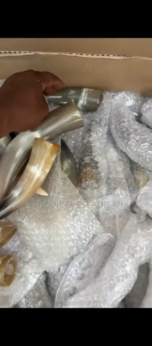 Authentic Anointing Horns