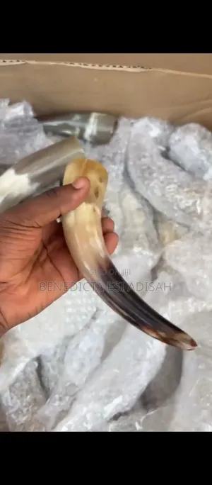 Authentic Anointing Horns