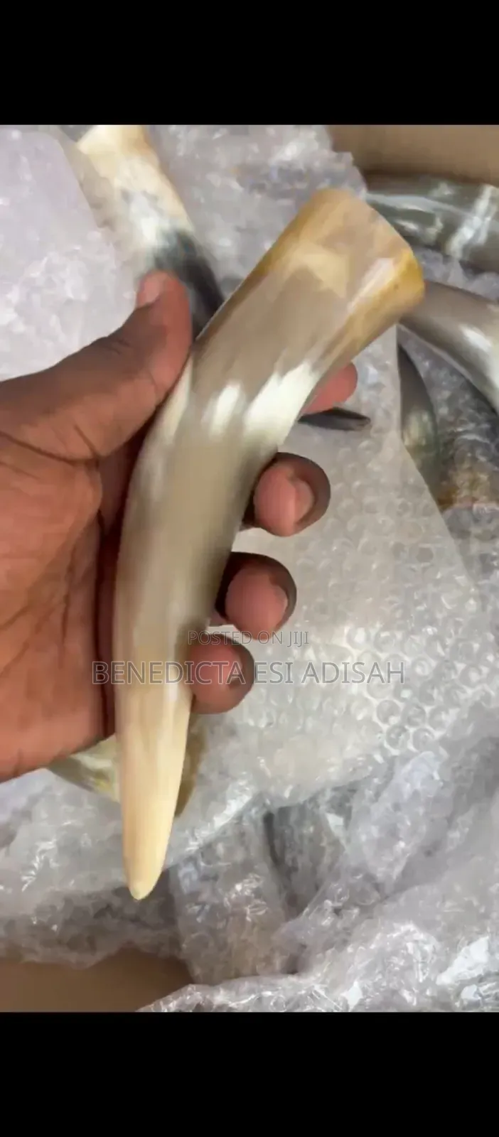 Authentic Anointing Horns