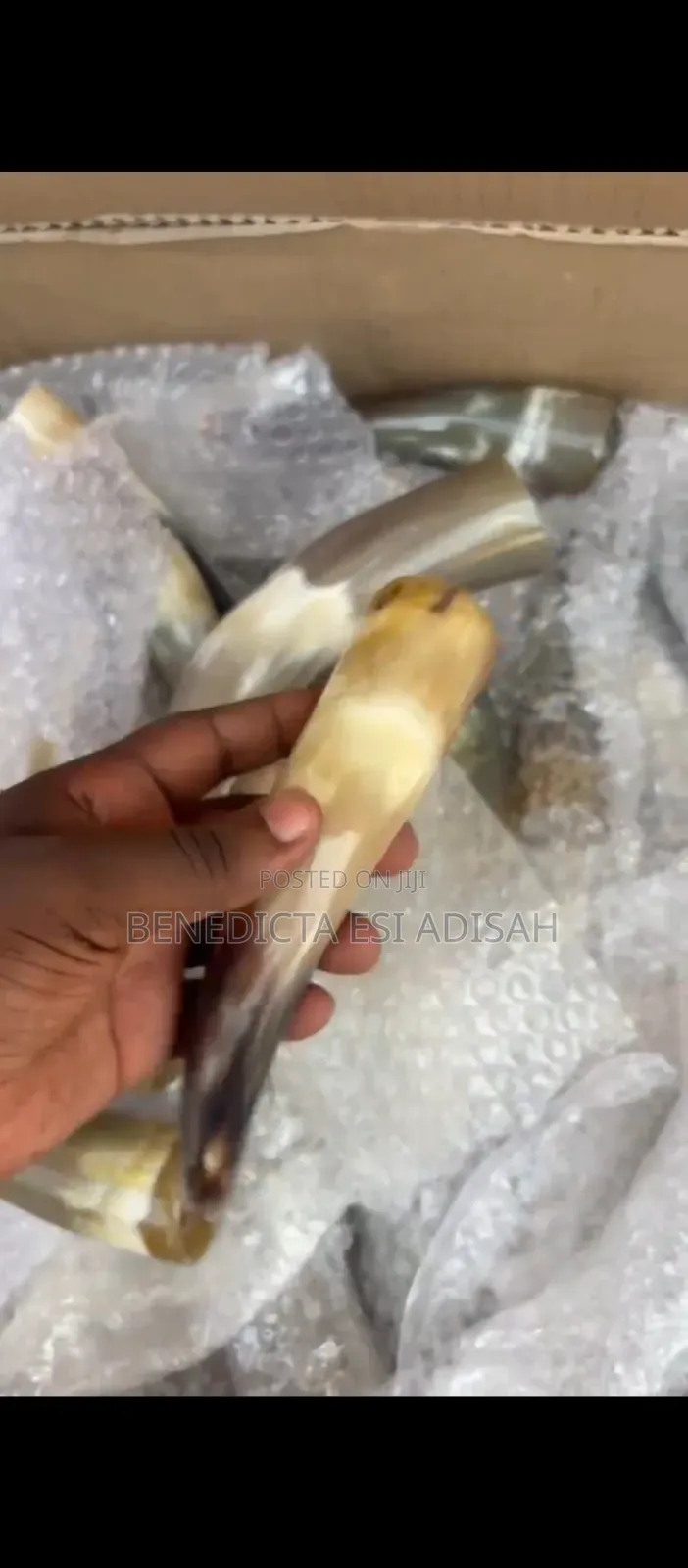 Authentic Anointing Horns