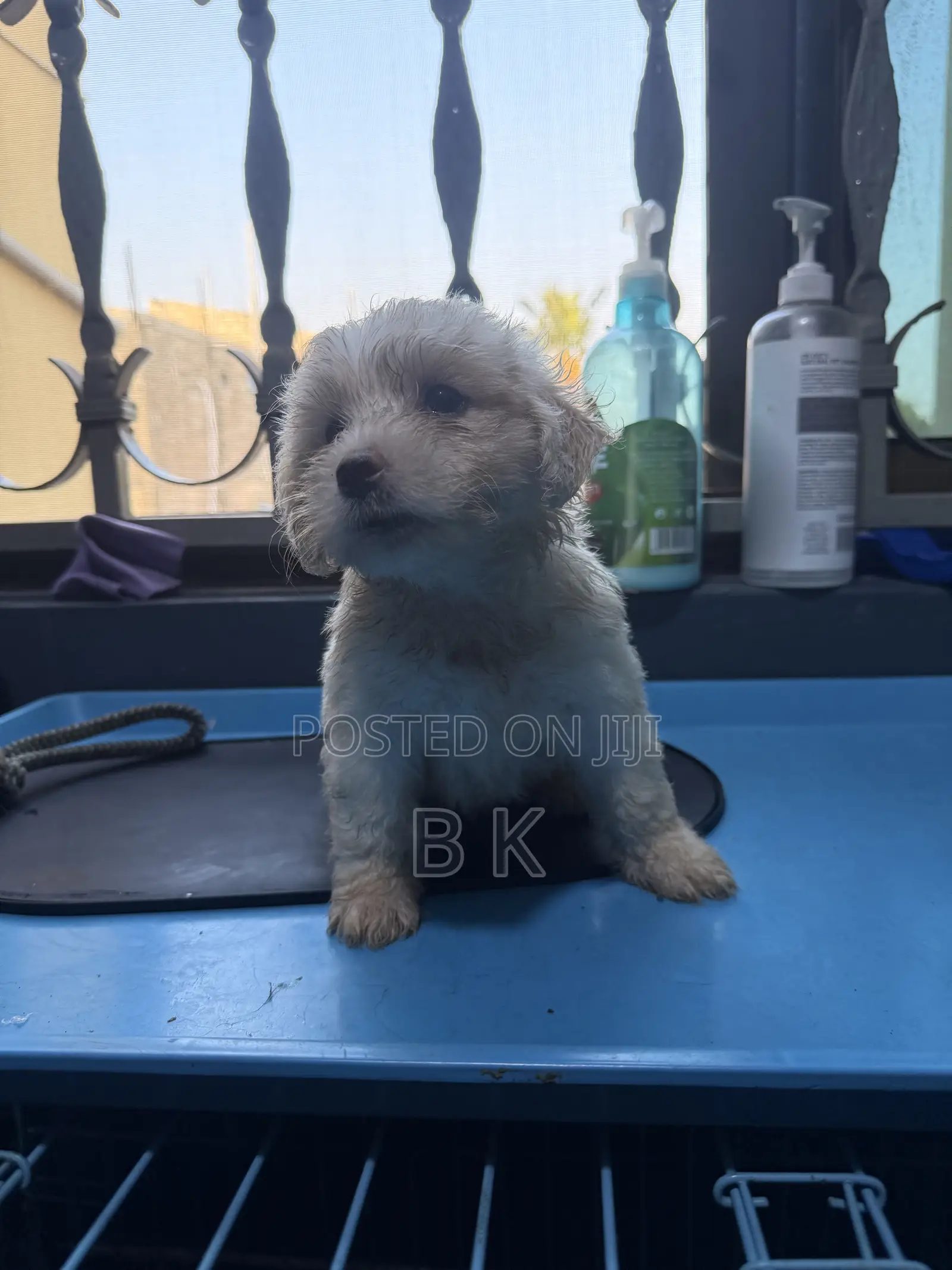 1-3 months Male Purebred Maltese