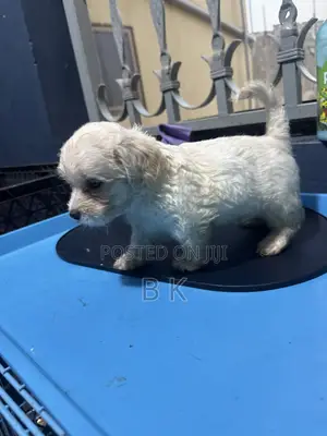 1-3 months Male Purebred Maltese