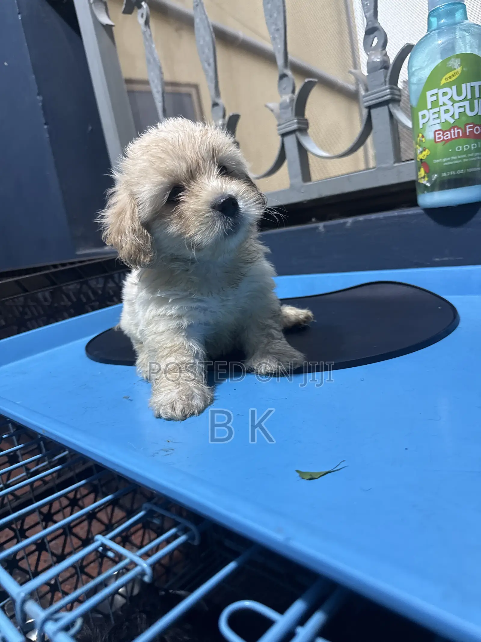 1-3 months Male Purebred Maltese