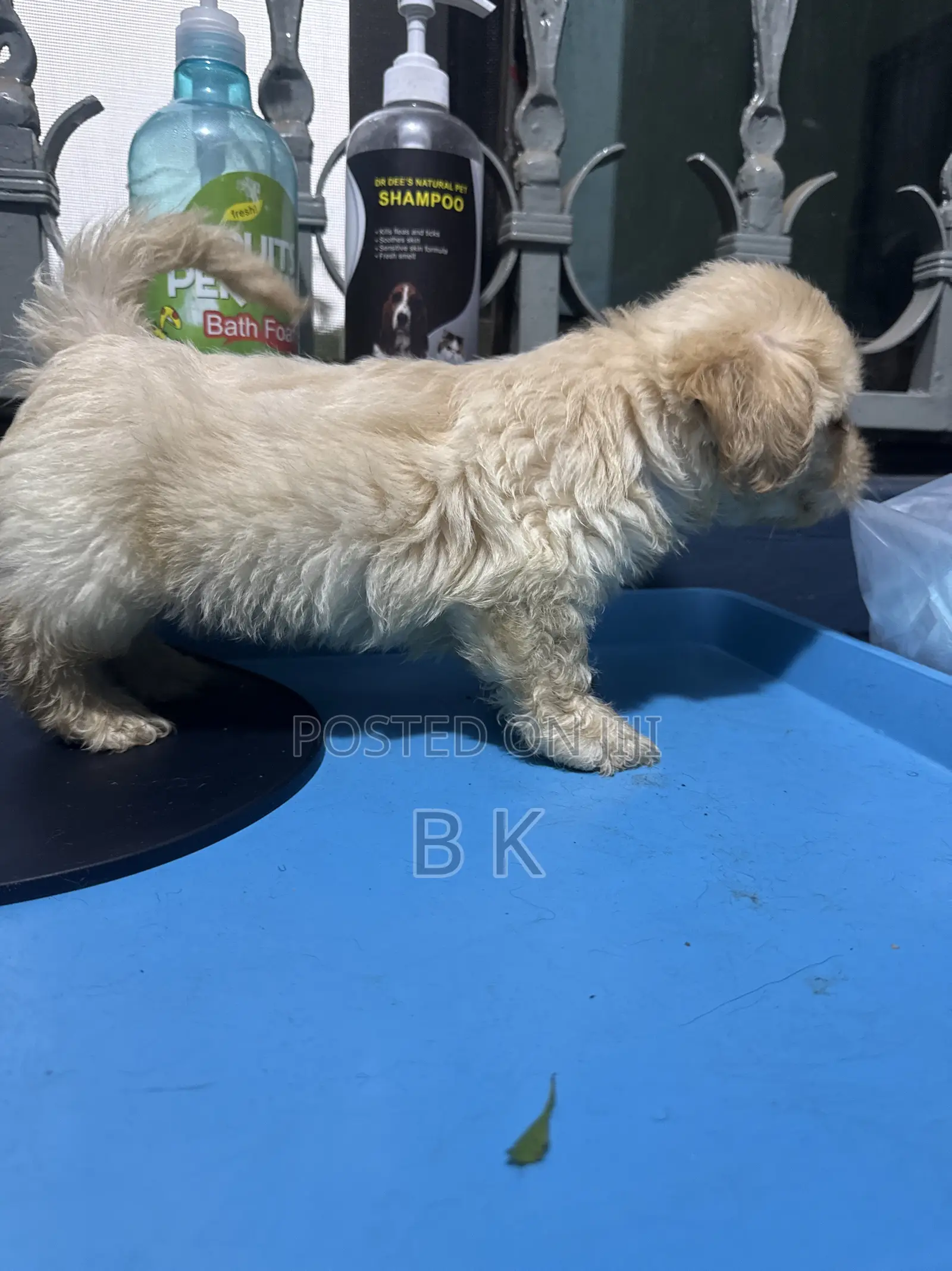 1-3 months Male Purebred Maltese