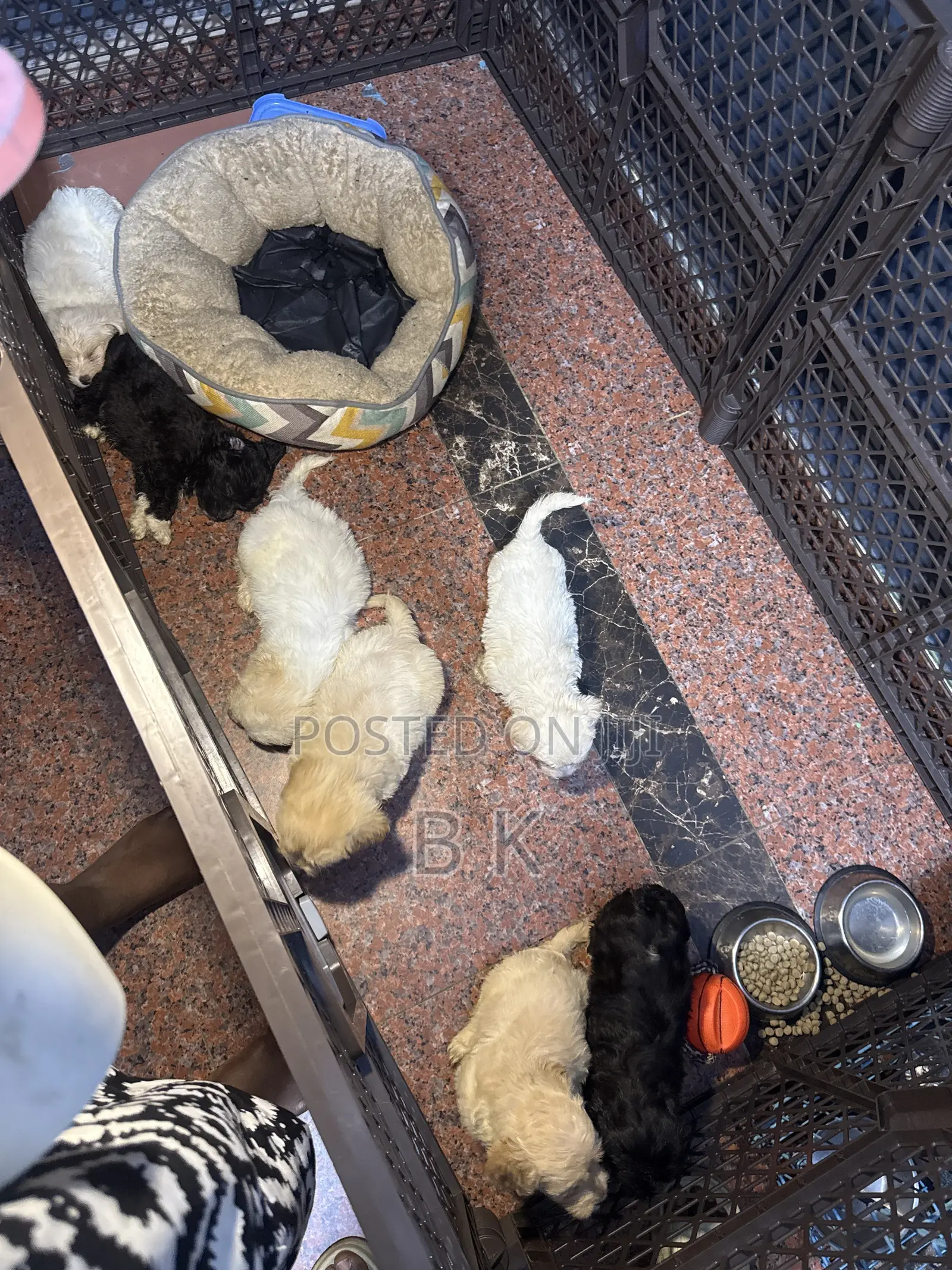 1-3 months Male Purebred Maltese