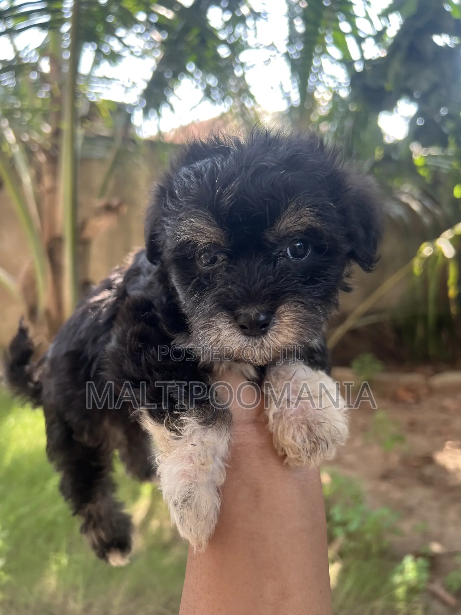 1-3 months Female Purebred Maltipoo