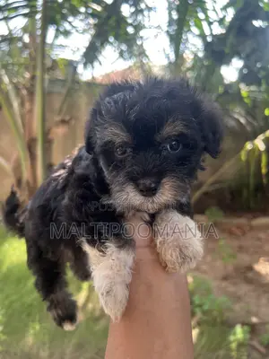 1-3 months Female Purebred Maltipoo
