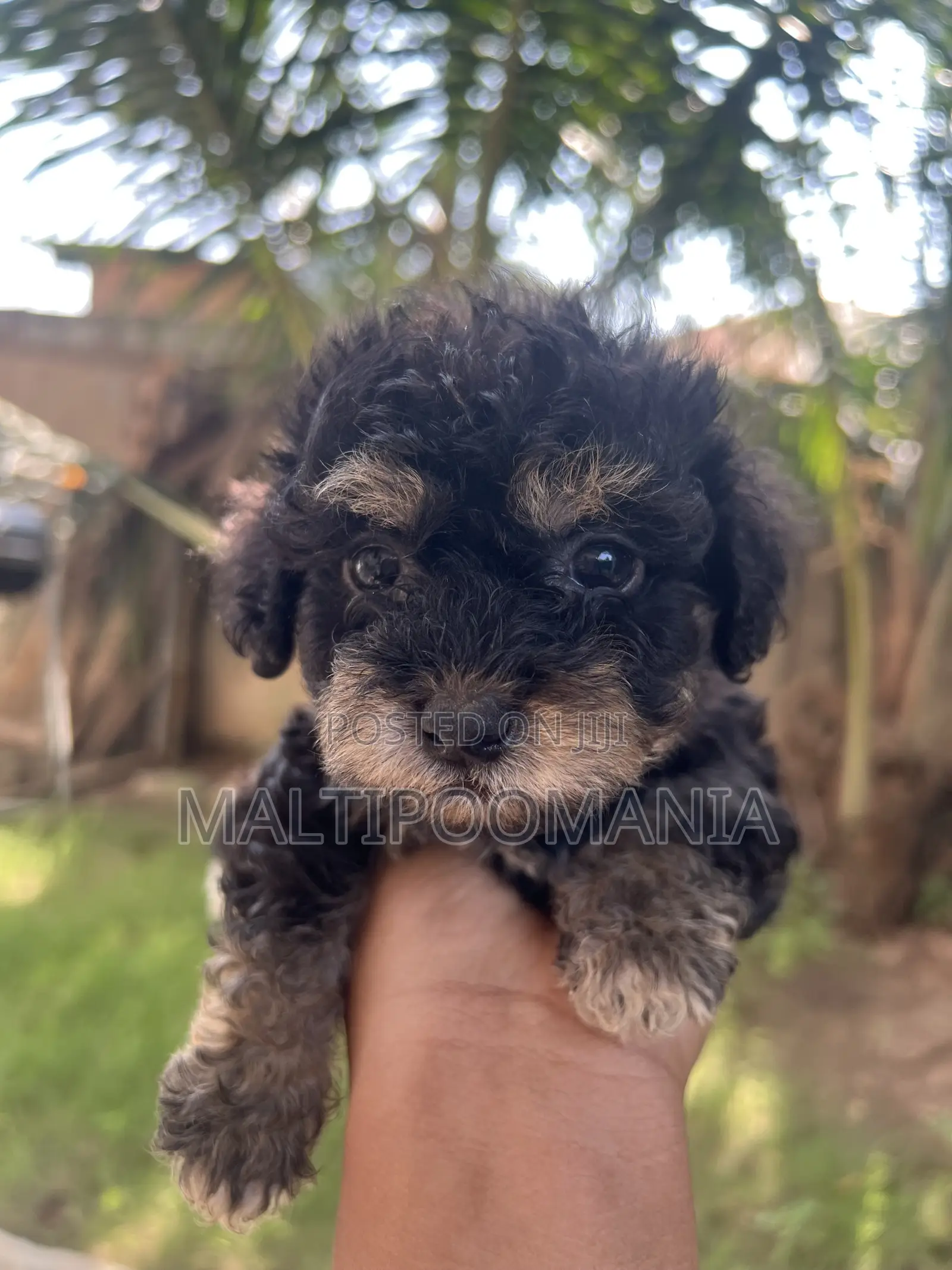 1-3 months Female Purebred Maltipoo