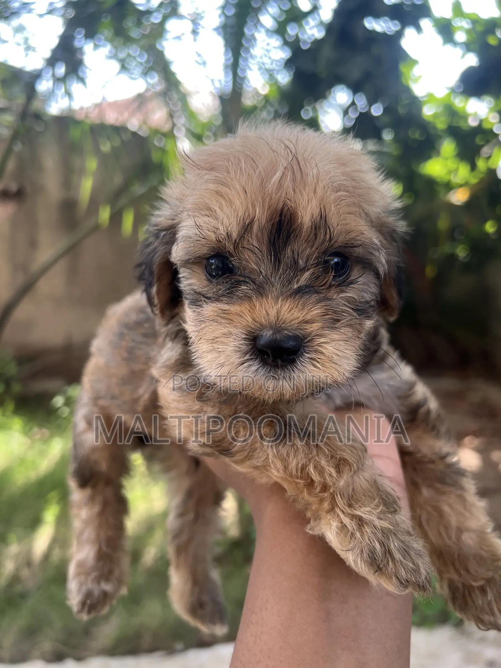 1-3 months Female Purebred Maltipoo