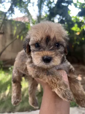 1-3 months Female Purebred Maltipoo