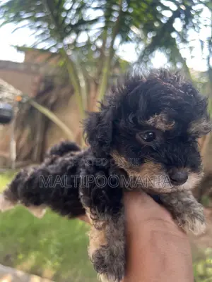 1-3 months Female Purebred Maltipoo