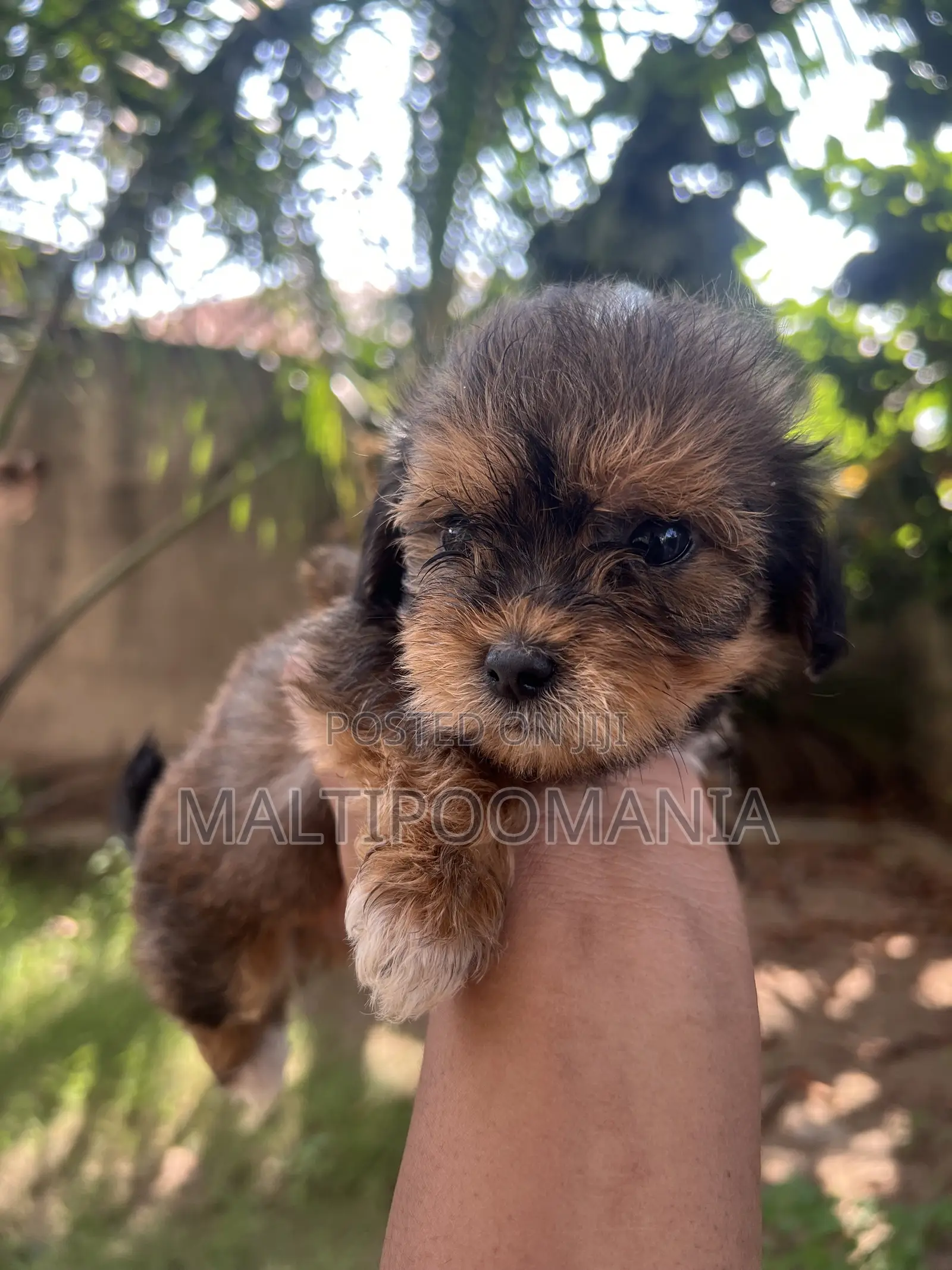 1-3 months Female Purebred Maltipoo