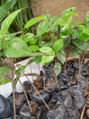 Soursop Seedlings