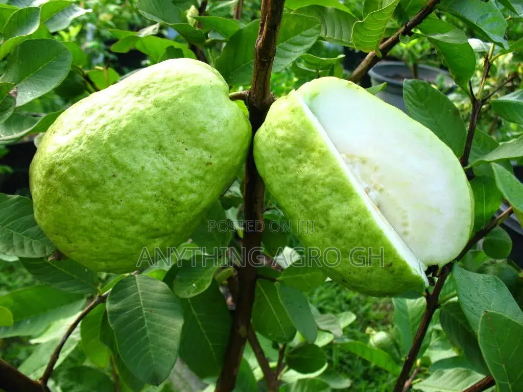 White Jumbo Guava Seedlings
