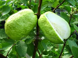 White Jumbo Guava Seedlings