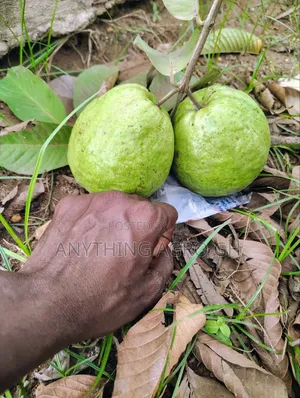 White Jumbo Guava Seedlings