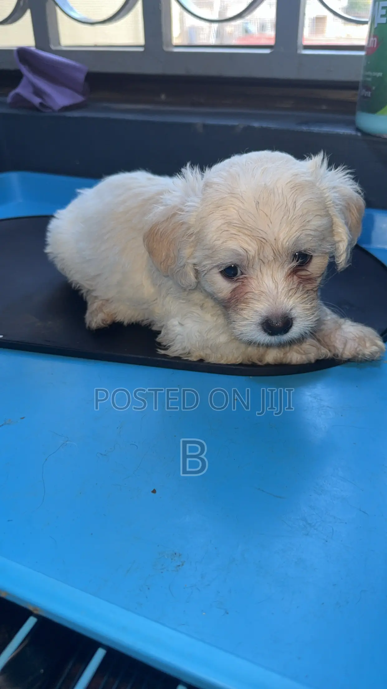 1-3 months Male Purebred Maltese