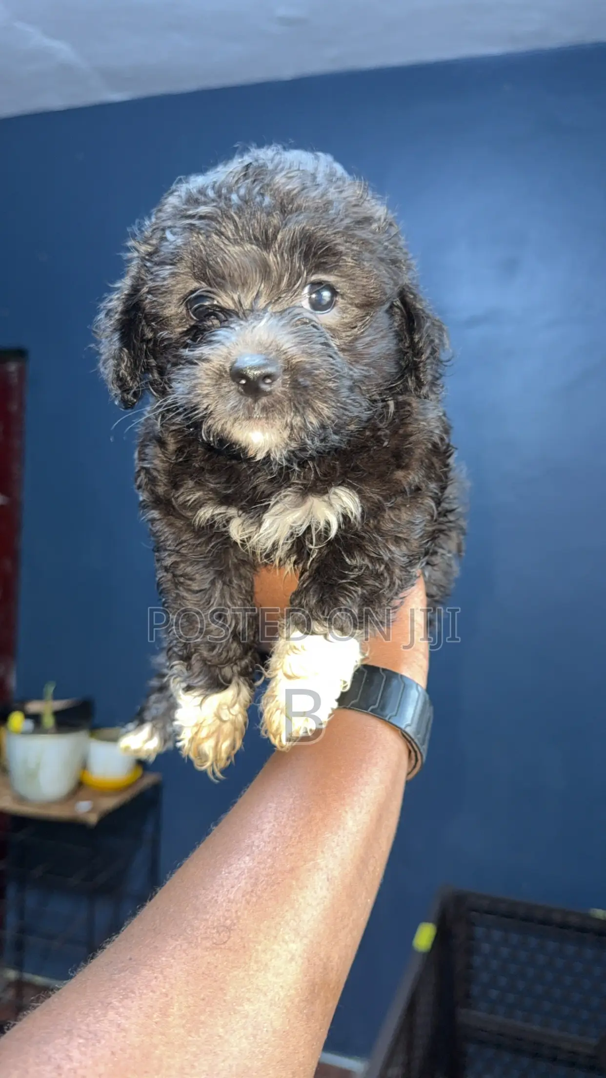 1-3 months Male Purebred Maltese
