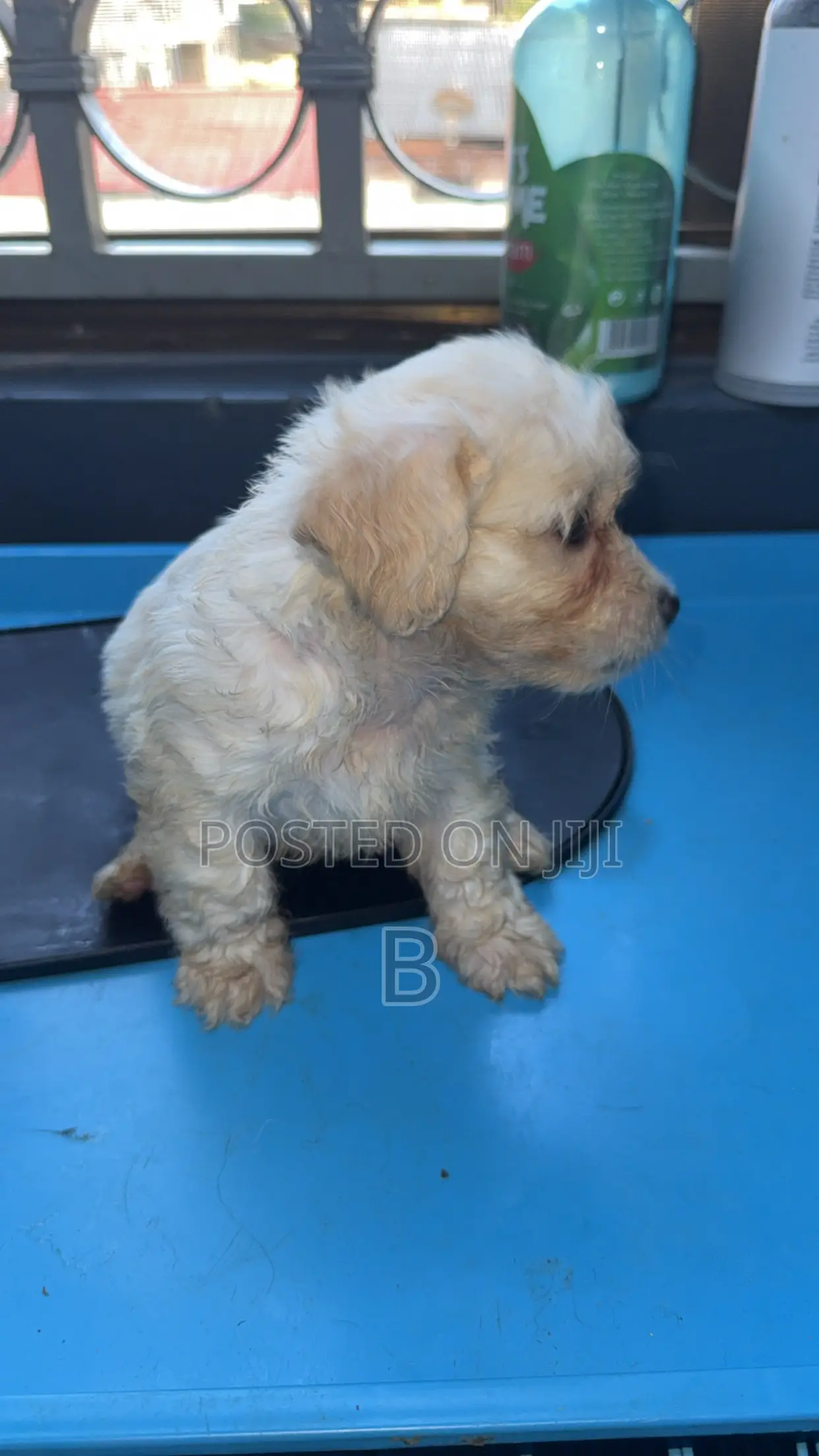 1-3 months Male Purebred Maltese