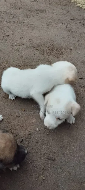 1-3 months Male Mixed Breed Dog