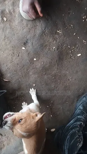 1-3 months Female Mixed Breed Dog