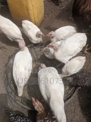 3 Months Guinea Fowl Chicks for Sale