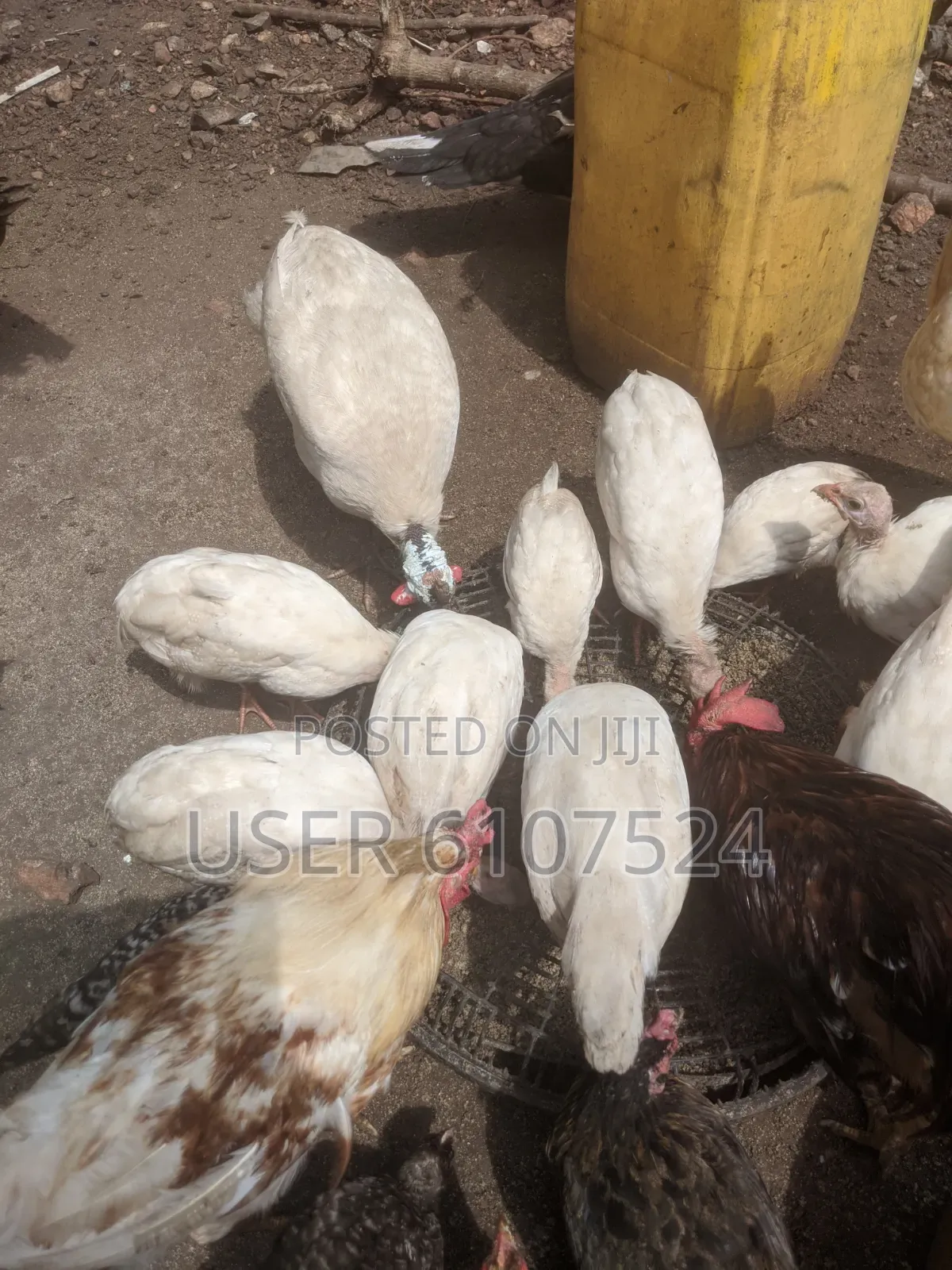 3 Months Guinea Fowl Chicks for Sale