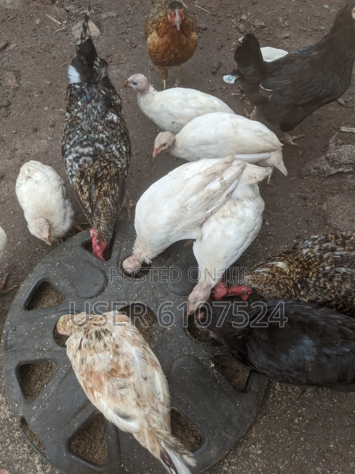 3 Months Guinea Fowl Chicks for Sale