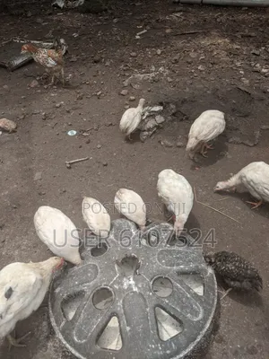 3 Months Guinea Fowl Chicks for Sale