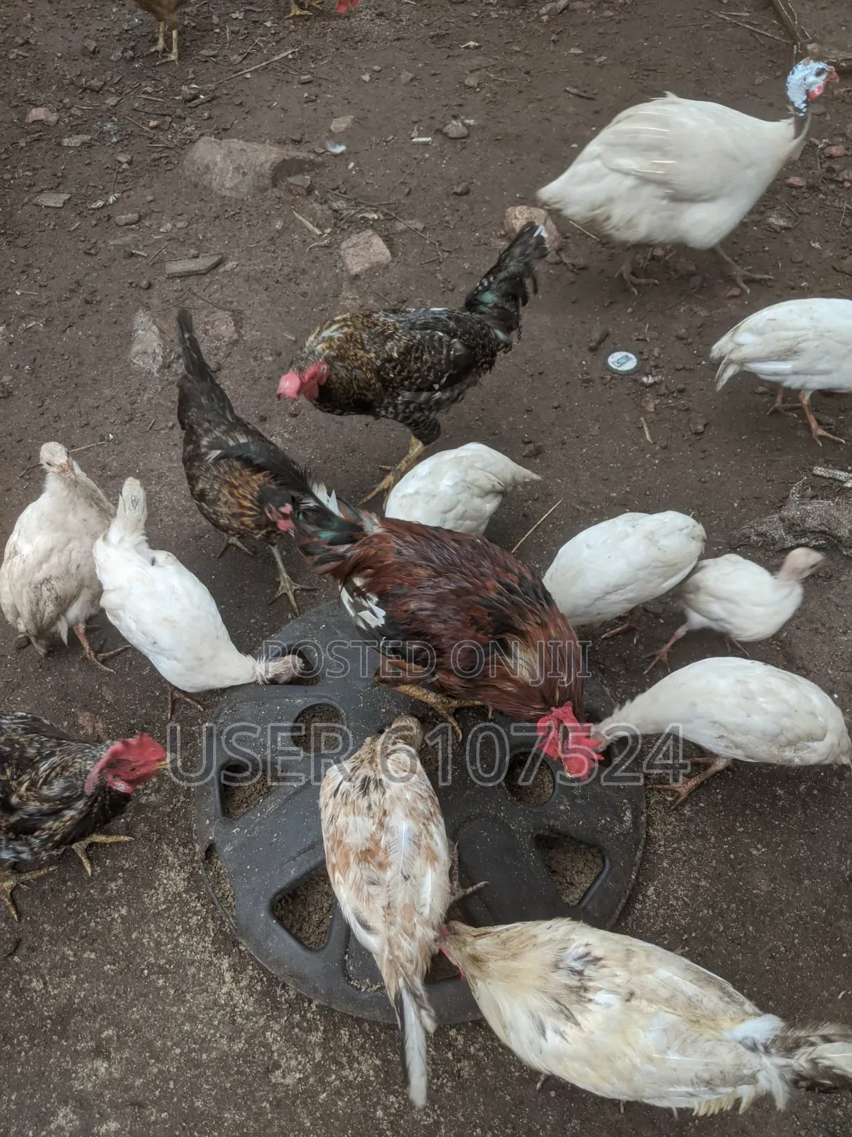 3 Months Guinea Fowl Chicks for Sale