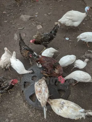 3 Months Guinea Fowl Chicks for Sale